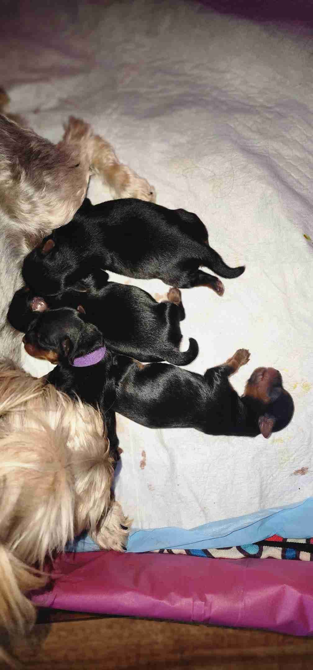 Yorkshire Terrier Puppies breeder image 4