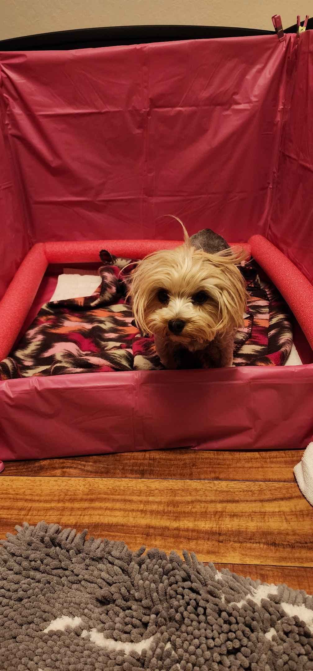 Yorkshire Terrier Puppies breeder image 5