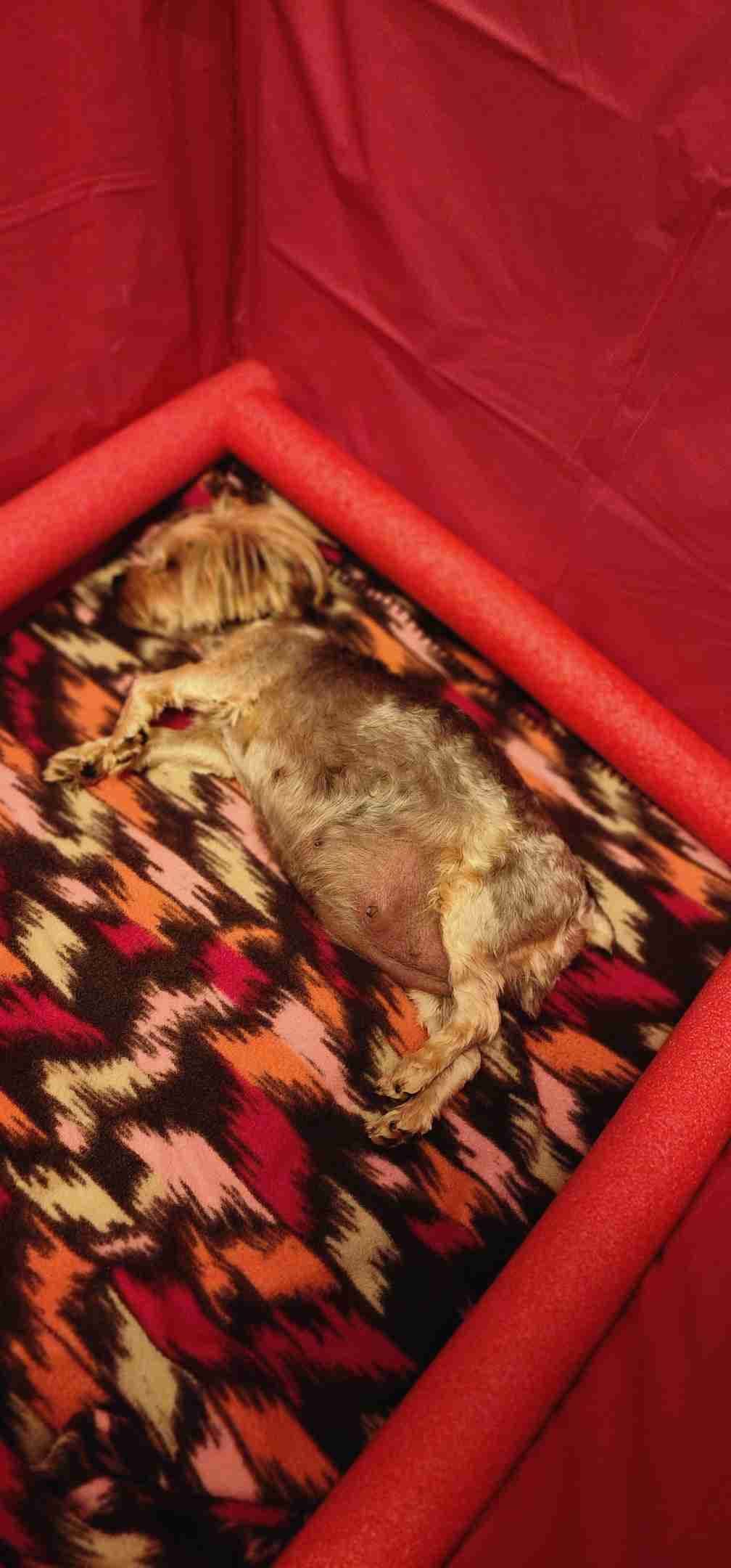 Yorkshire Terrier Puppies breeder image 6