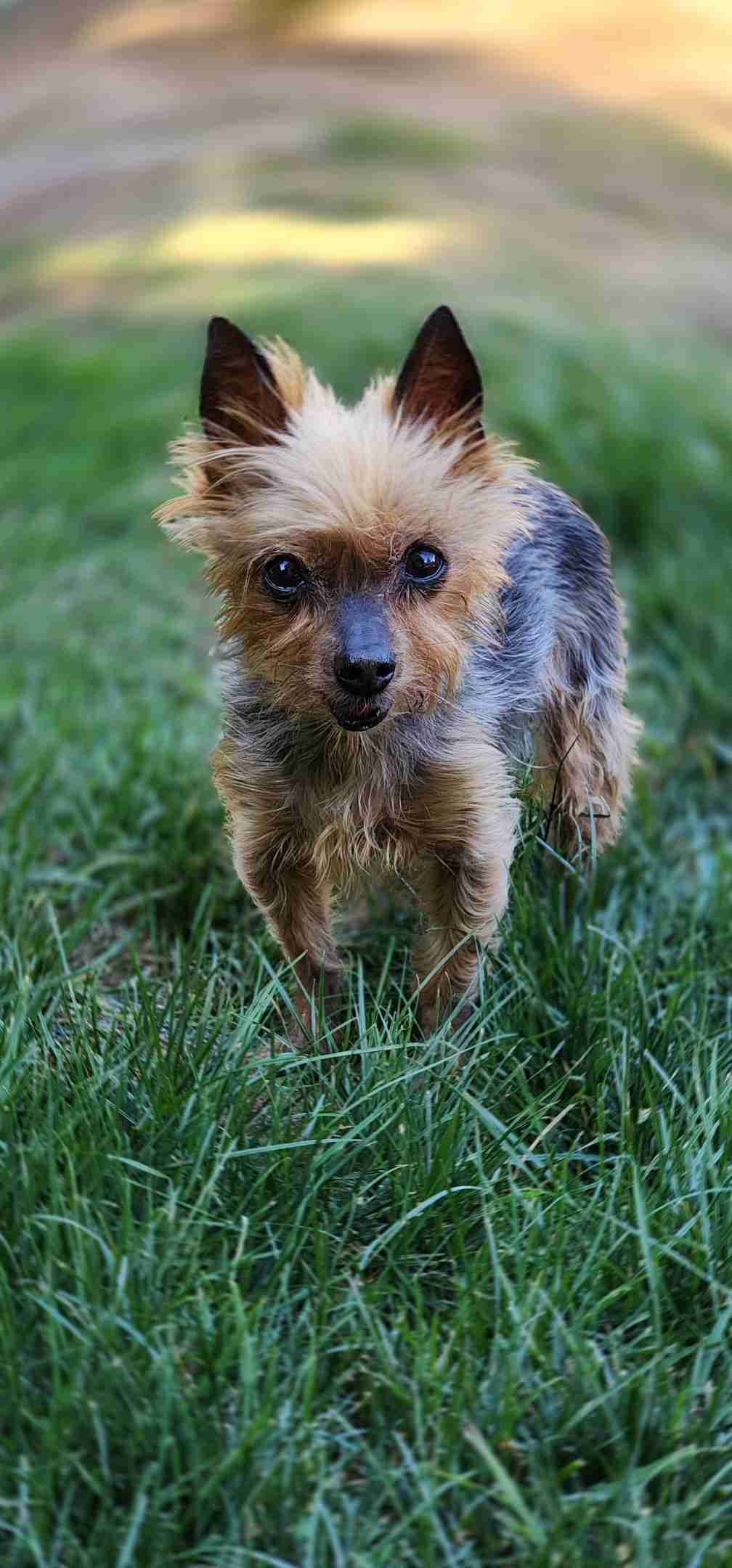 Yorkshire Terrier Puppies breeder image 8