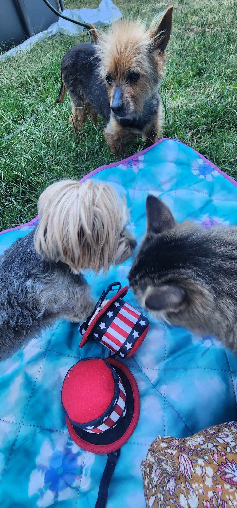 Yorkshire Terrier Puppies breeder image 9