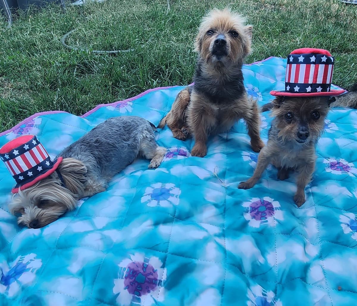 Yorkshire Terrier Puppies breeder image 10
