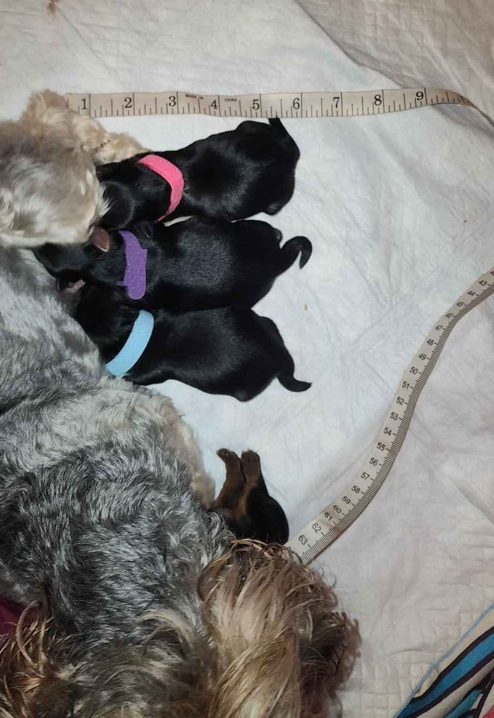 Yorkshire Terrier Puppies breeder image 12