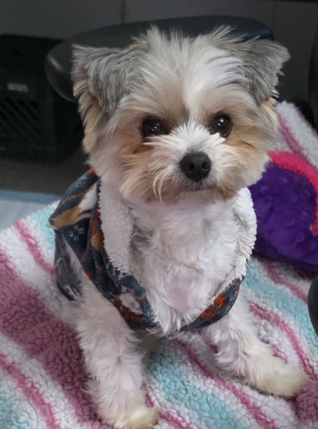 Yorkshire Terrier Puppies media 10