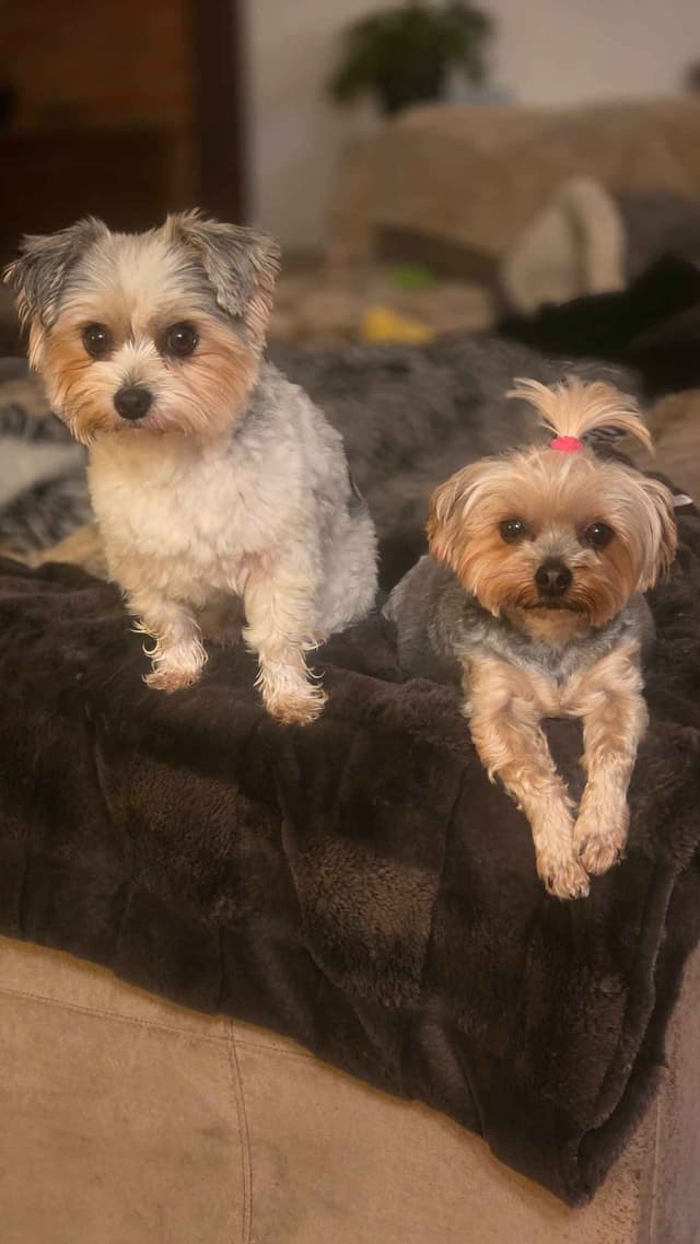 Yorkshire Terrier Puppies media 11
