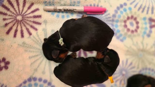 Yorkshire Terrier Puppies media 13