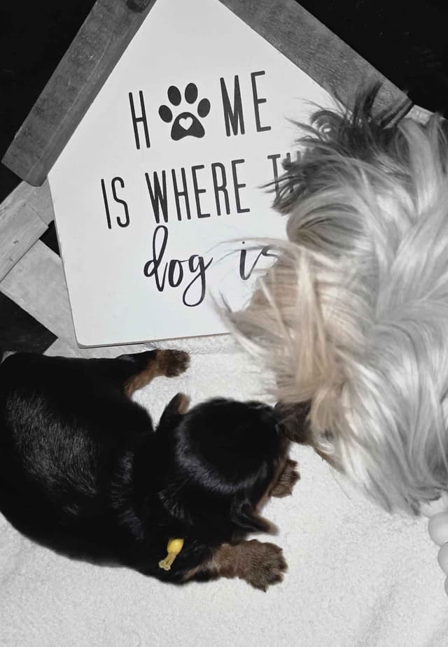 Yorkshire Terrier Puppies media 9