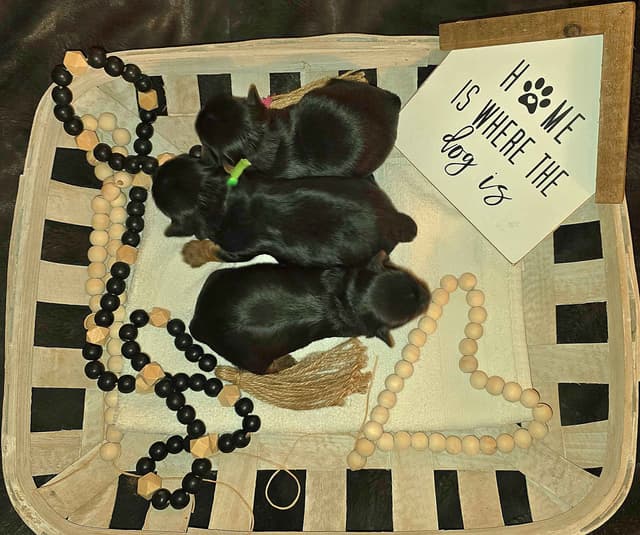 Yorkshire Terrier Puppies media 8