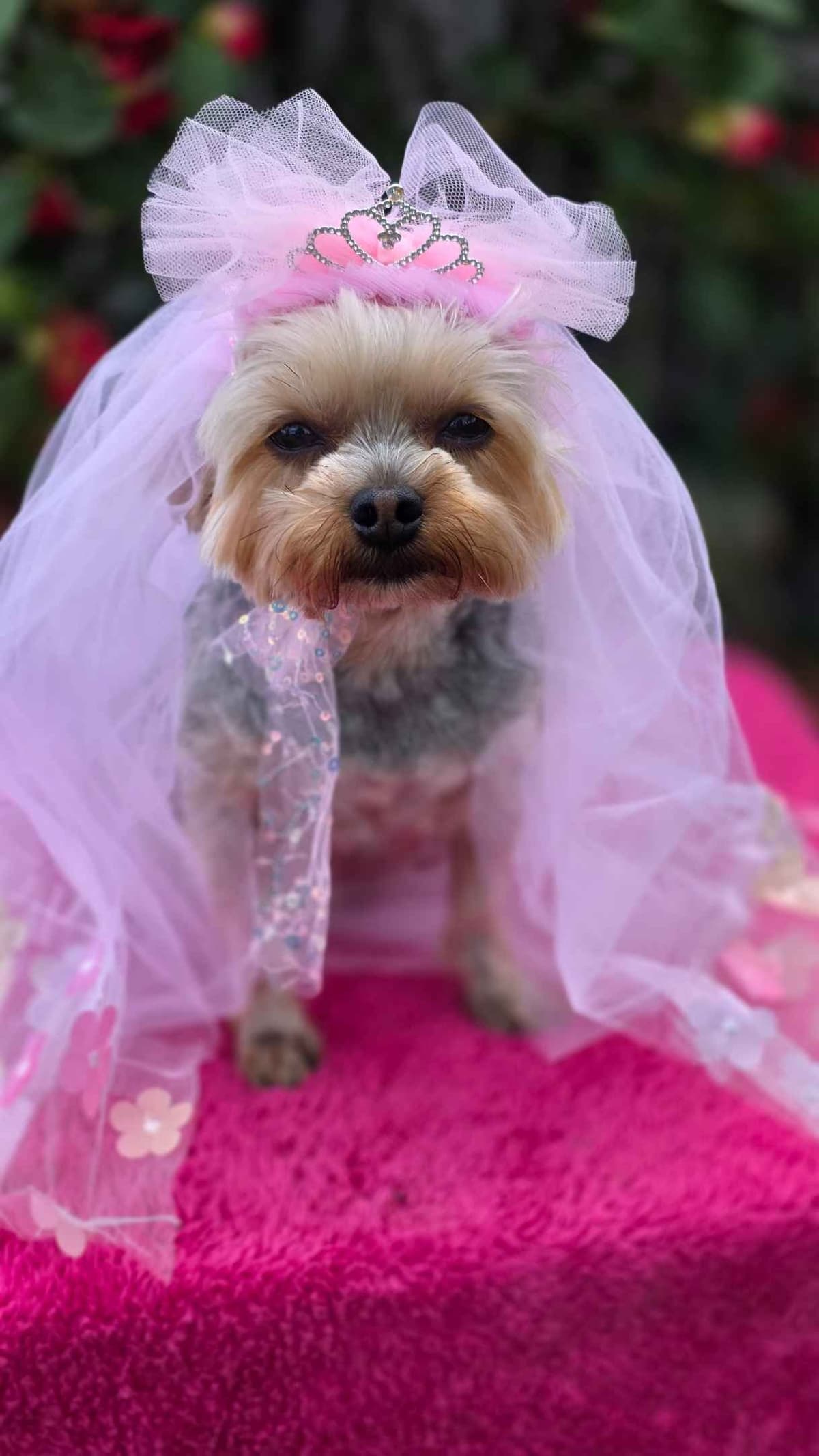 Yorkshire Terrier Puppies breeder image 13