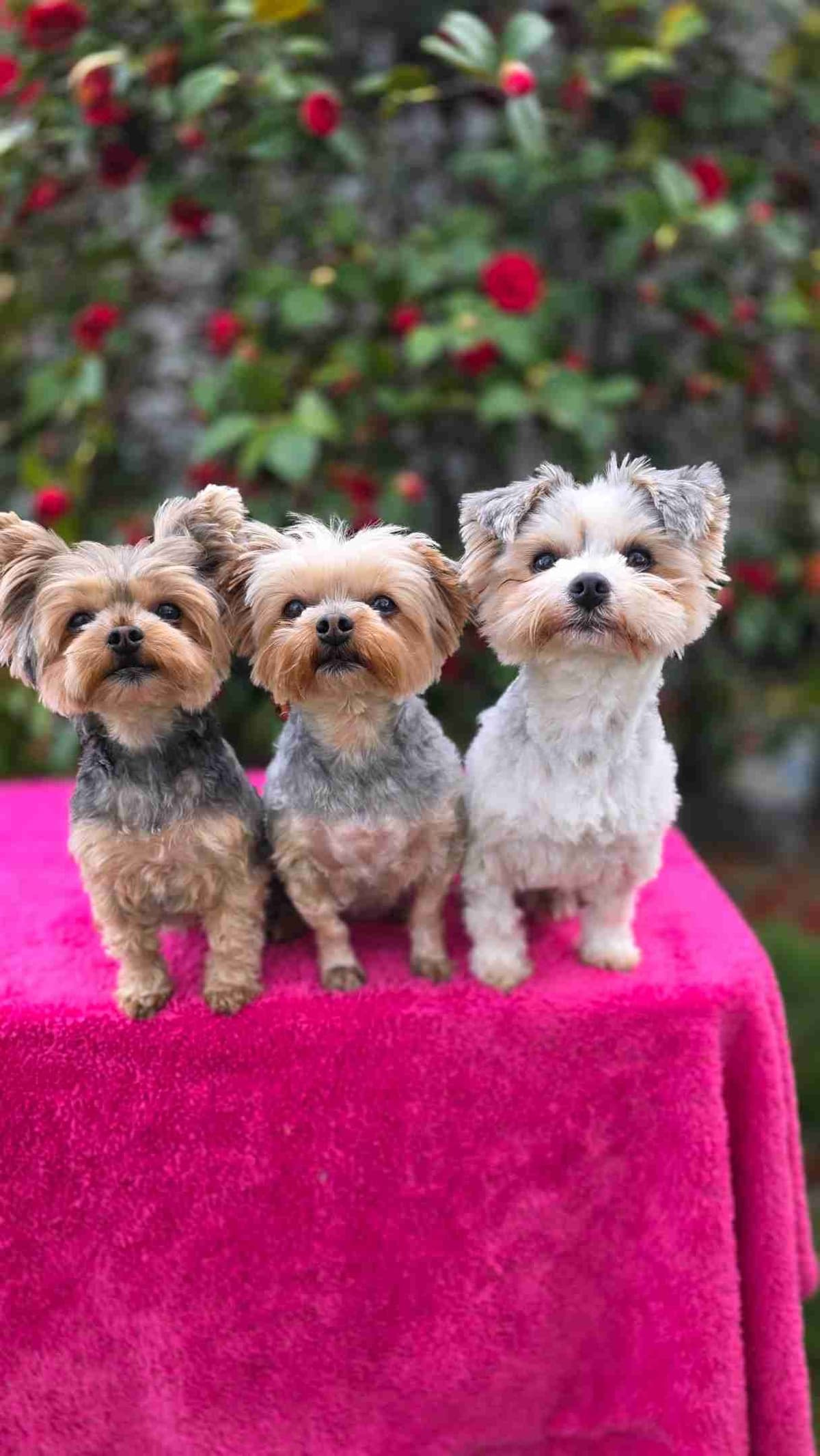 Yorkshire Terrier Puppies breeder image 1
