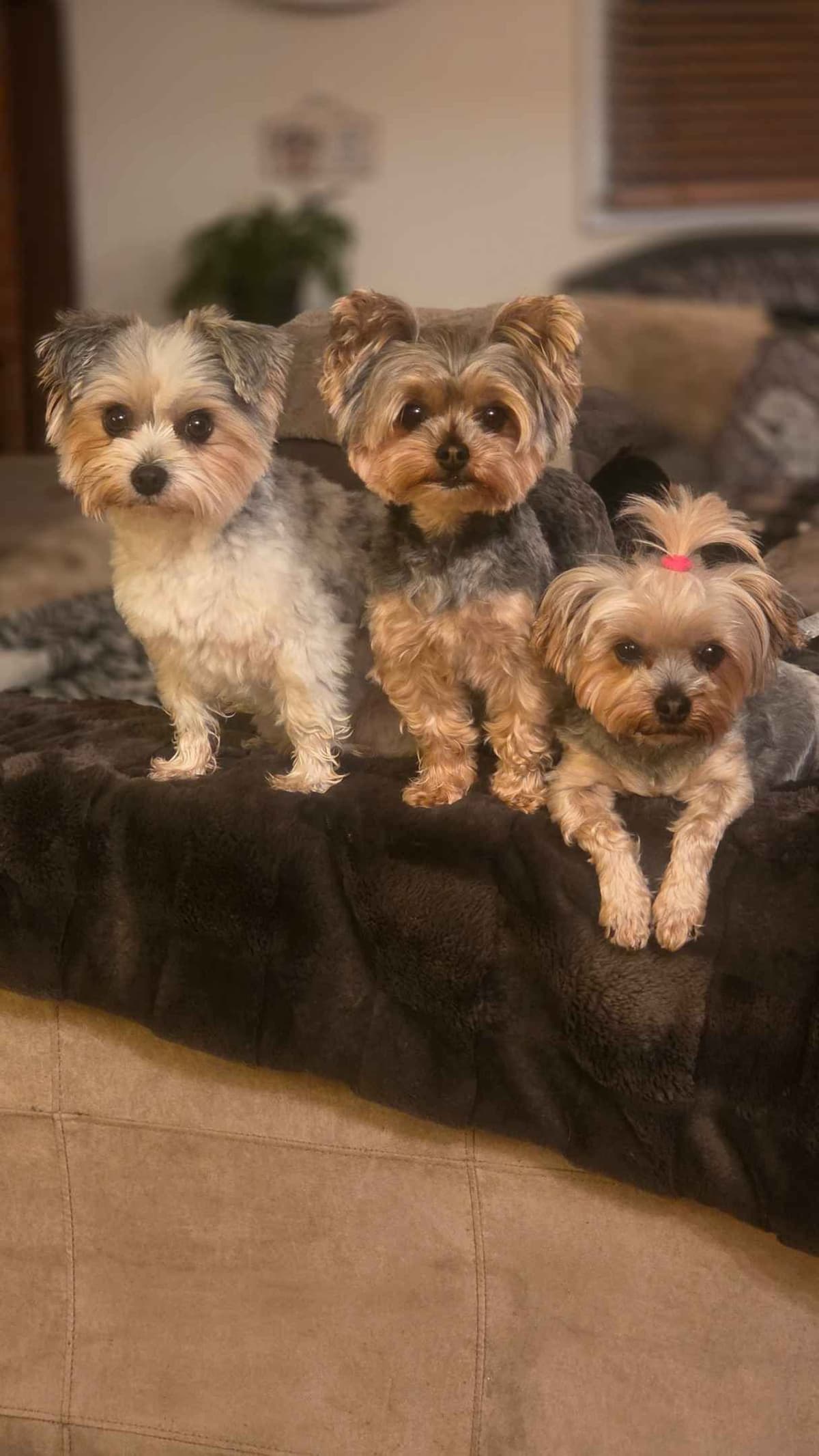 Yorkshire Terrier Puppies breeder image 2