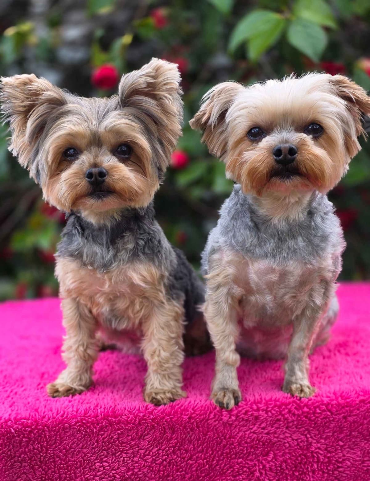 Yorkshire Terrier Puppies breeder image 16