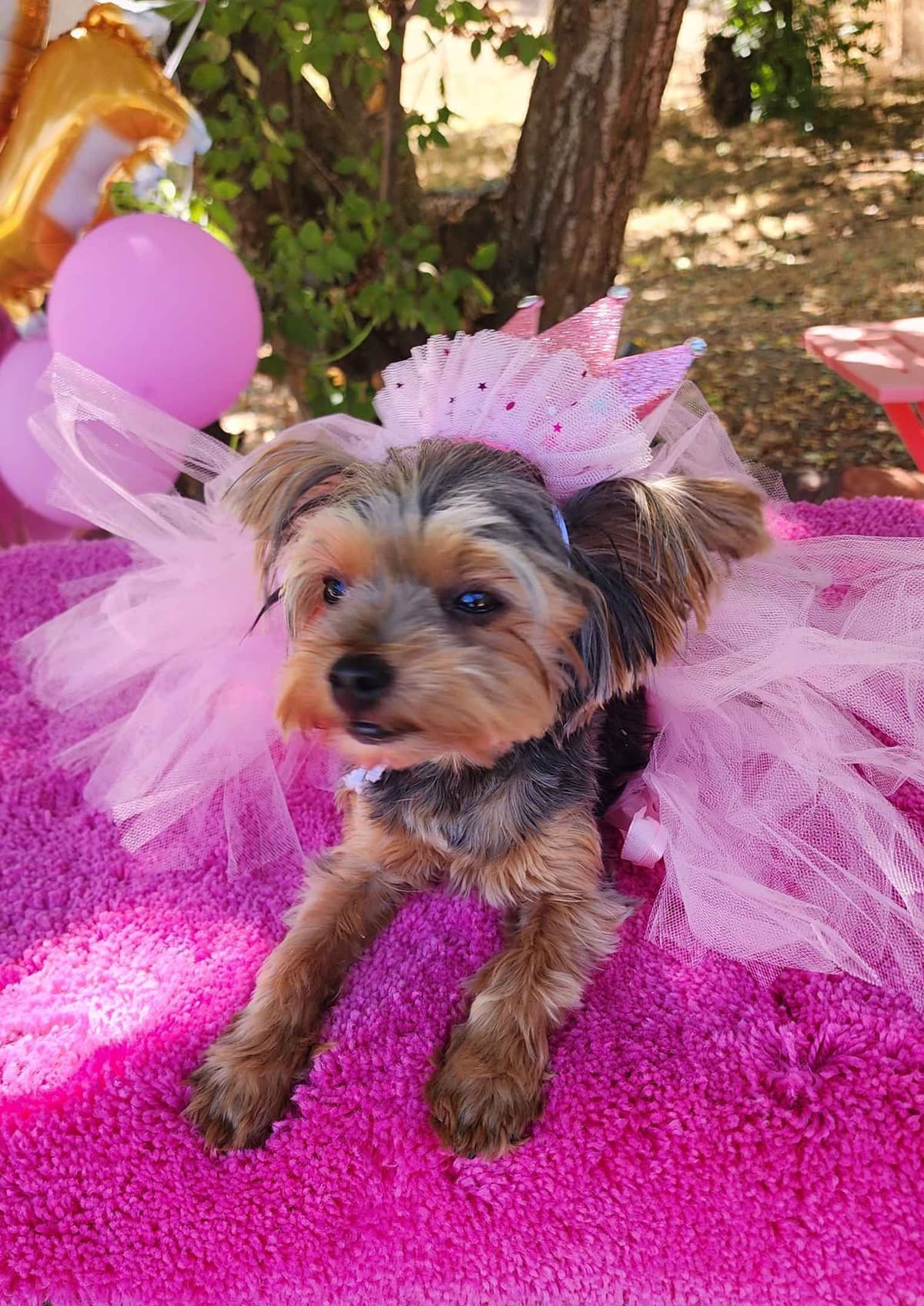 Yorkshire Terrier Puppies breeder image 17