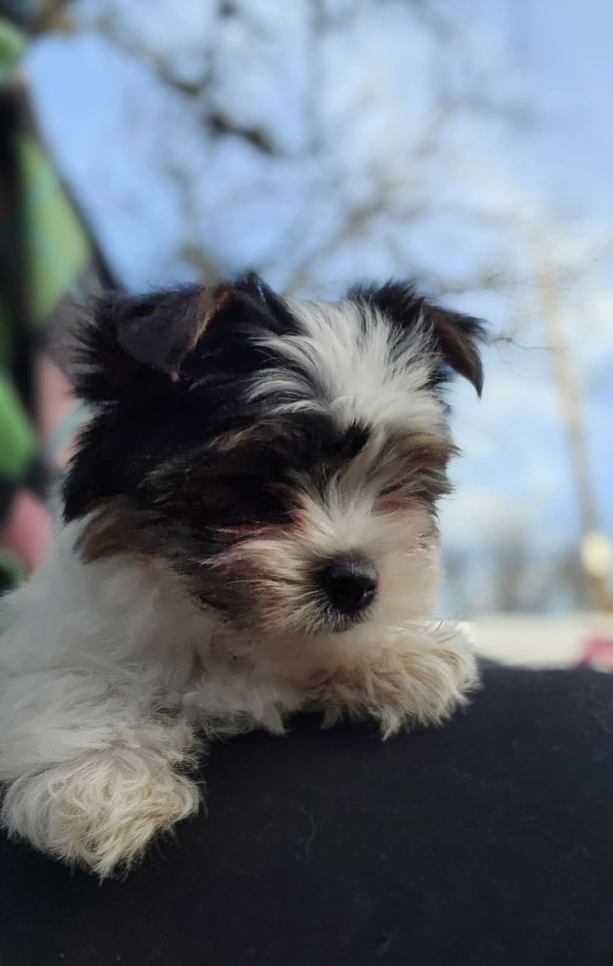 Yorkshire Terrier Puppies breeder image 18