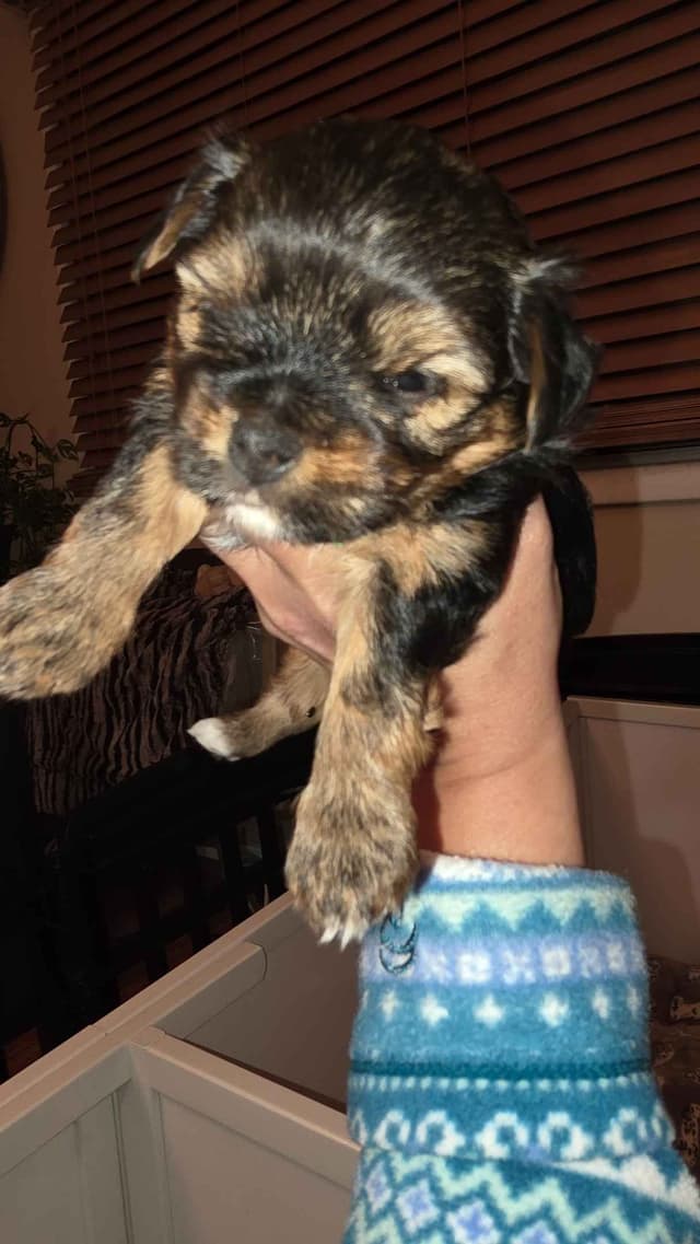Yorkshire Terrier Puppies media 15