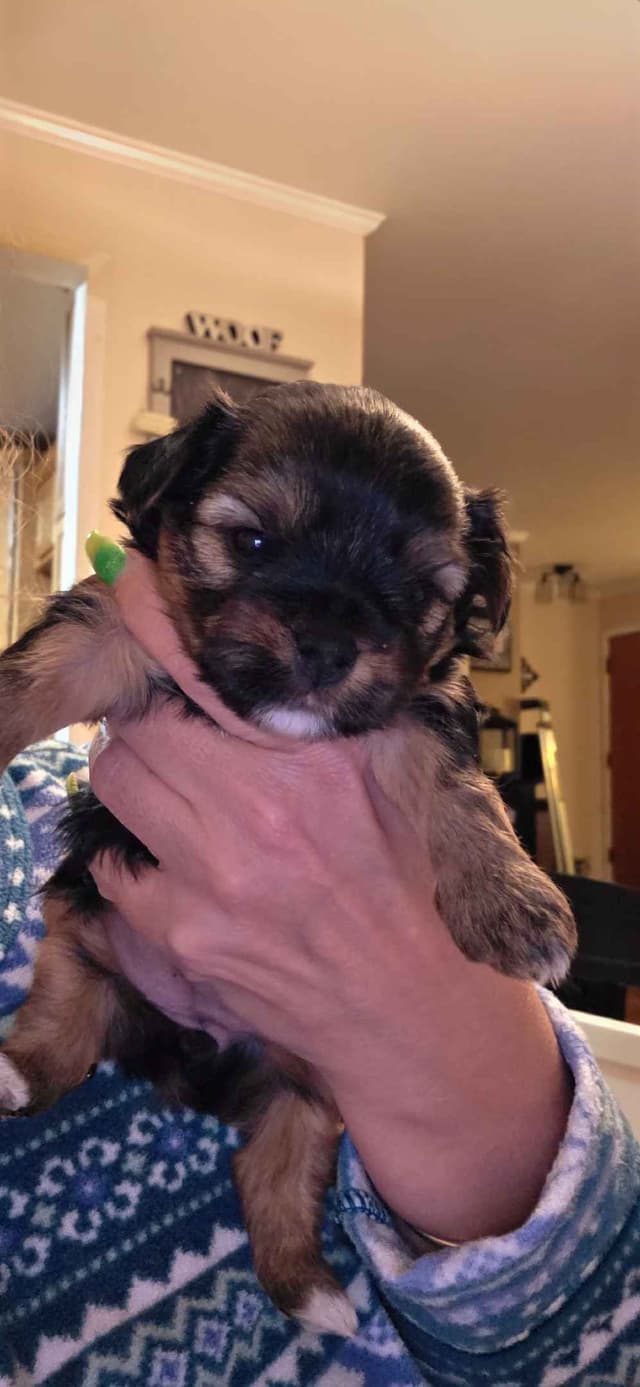 Yorkshire Terrier Puppies media 16
