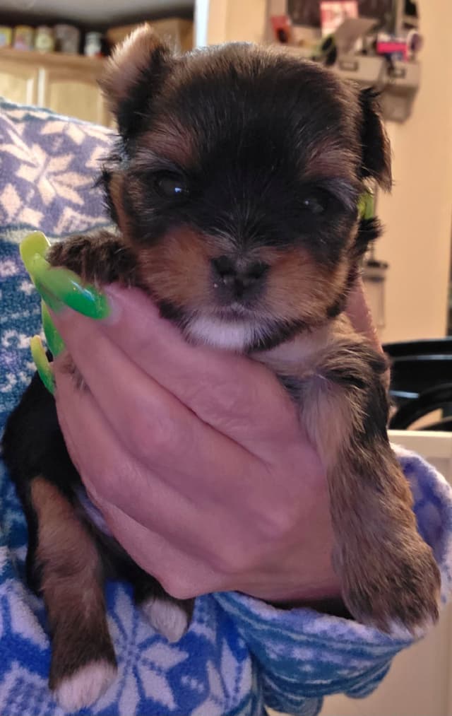 Yorkshire Terrier Puppies media 17