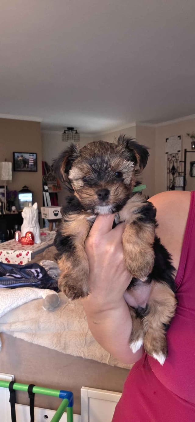 Yorkshire Terrier Puppies media 18