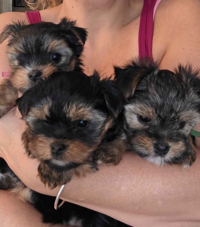 Yorkshire Terrier Puppies media 6