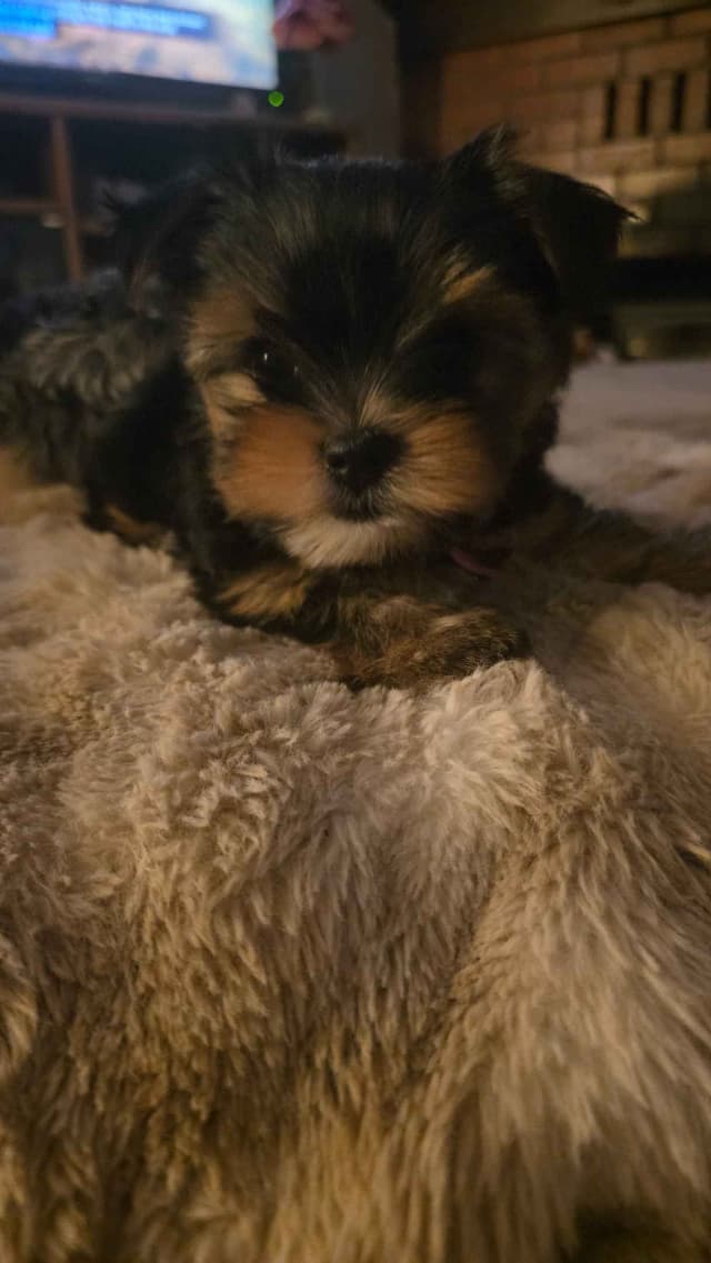 Yorkshire Terrier Puppies media 19