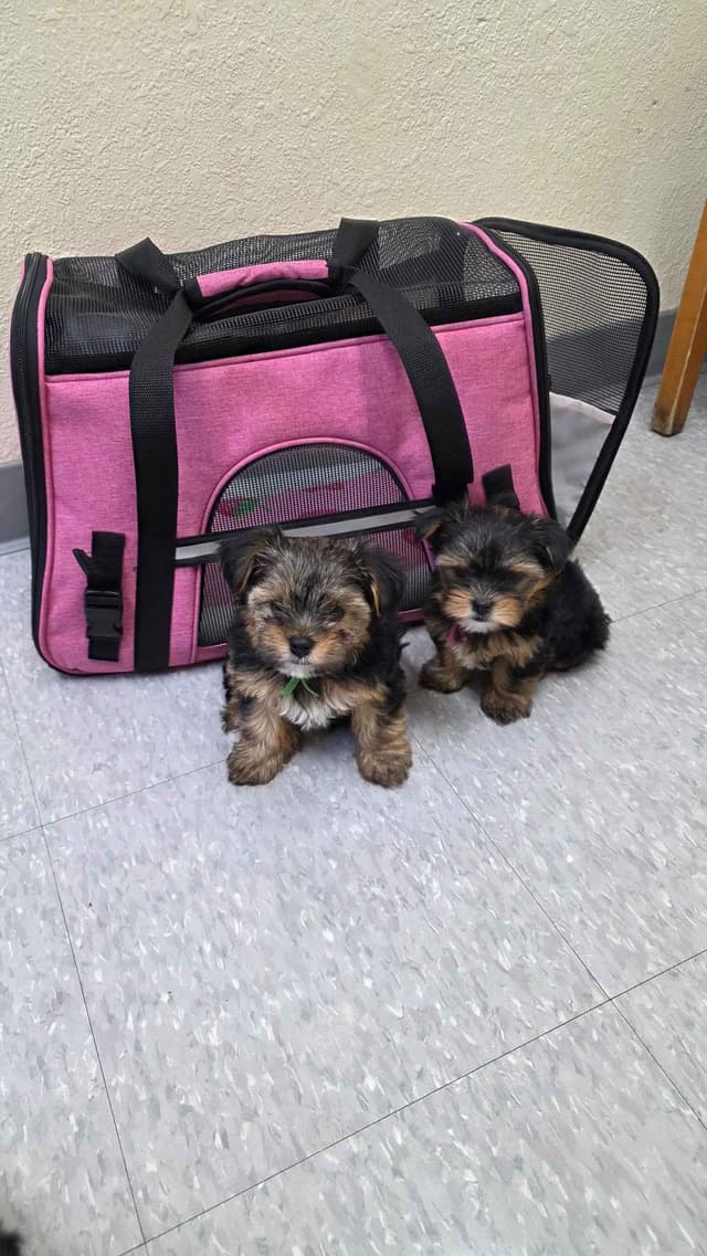 Yorkshire Terrier Puppies media 5