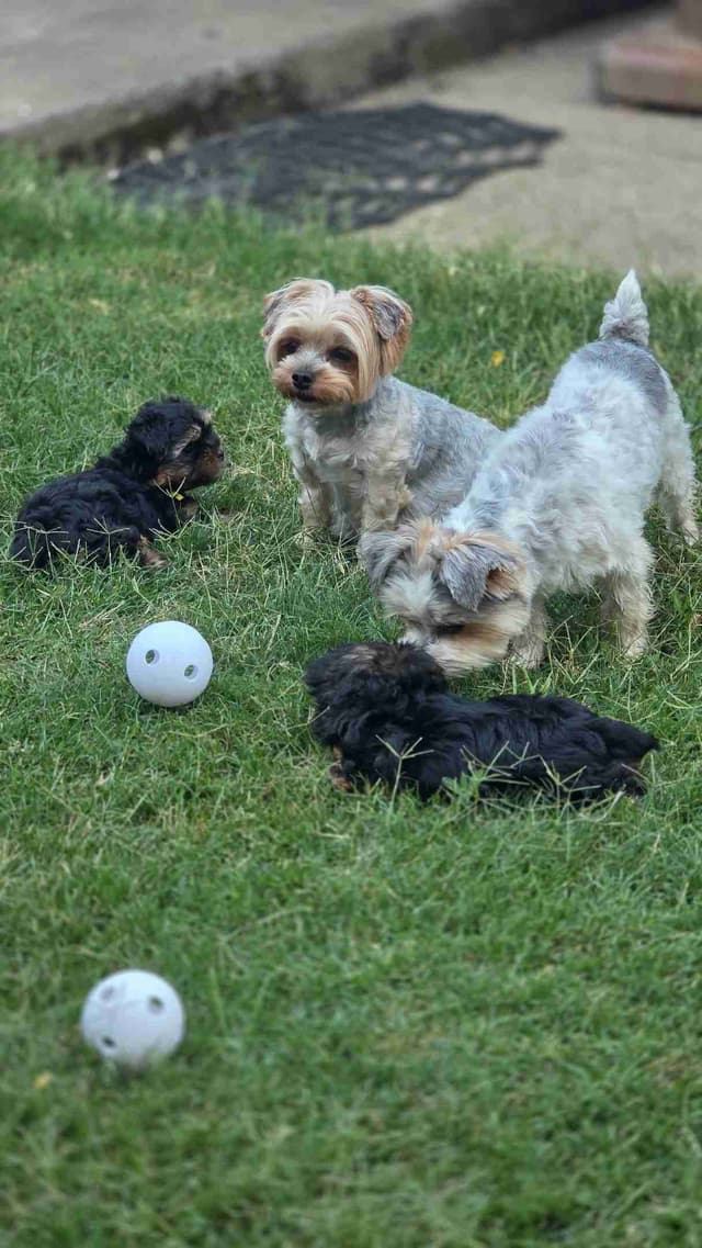 Yorkshire Terrier Puppies media 20