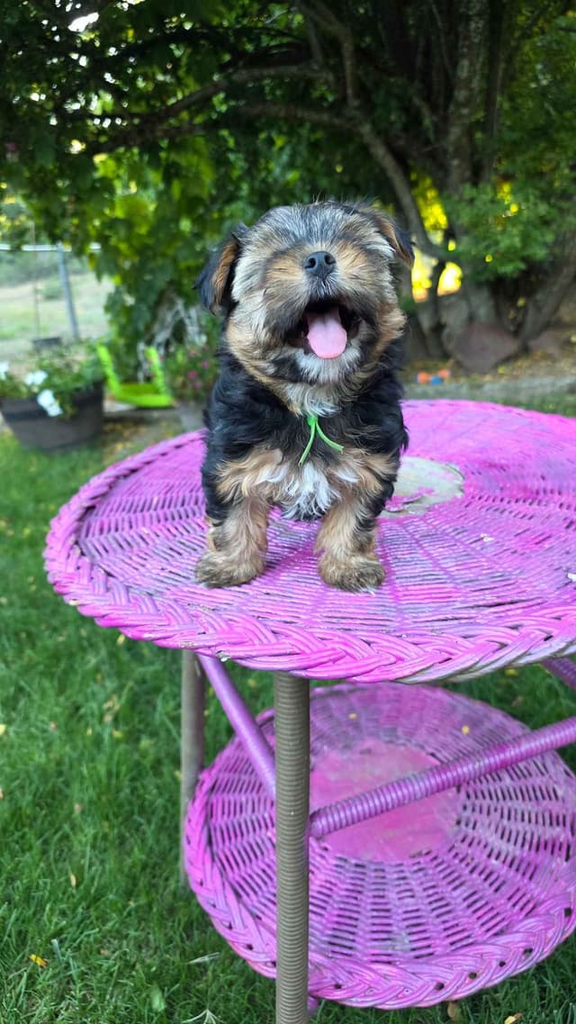 Yorkshire Terrier Puppies media 4