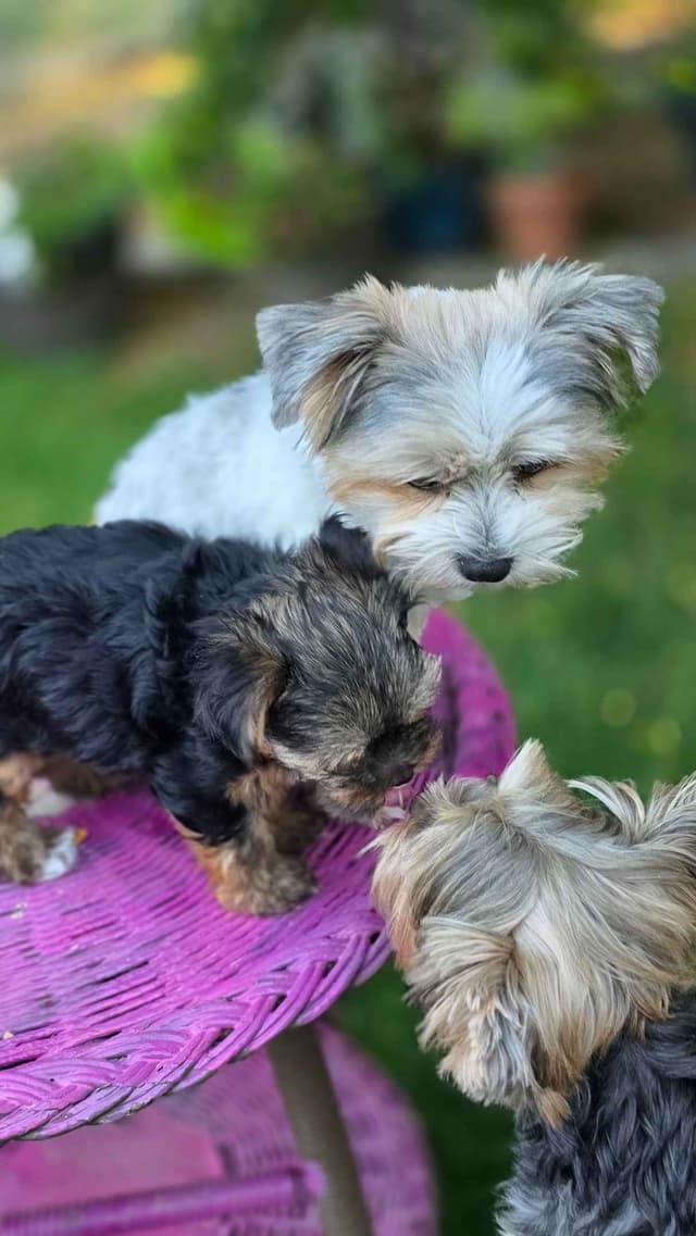 Yorkshire Terrier Puppies media 21