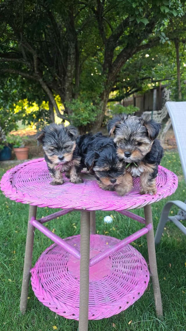 Yorkshire Terrier Puppies media 22