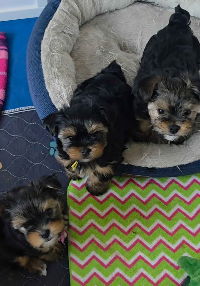 Yorkshire Terrier Puppies media 23