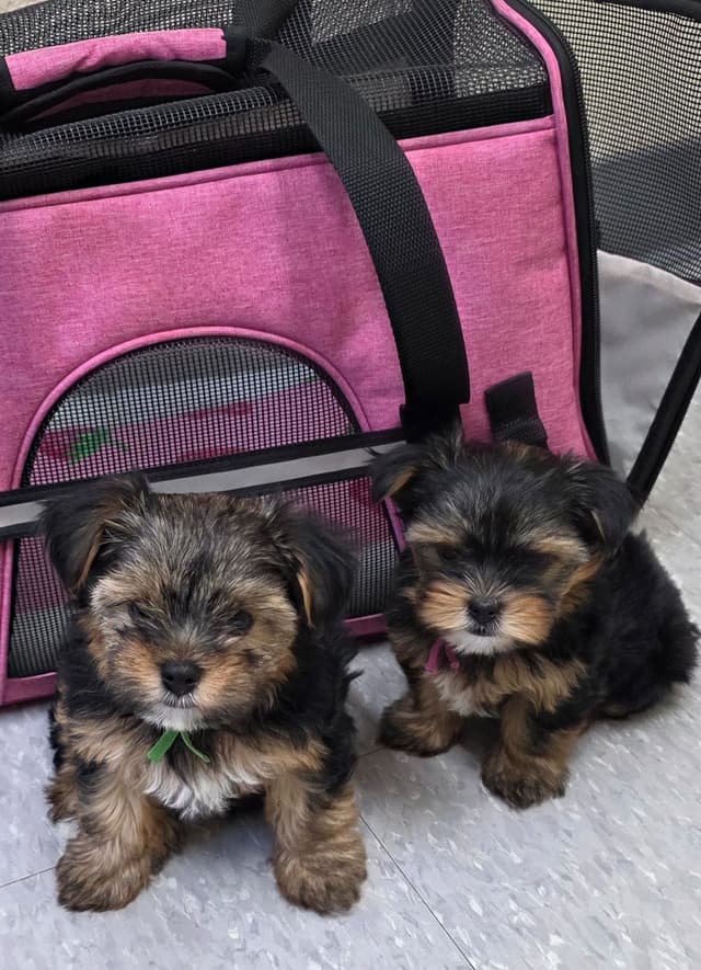 Yorkshire Terrier Puppies media 24