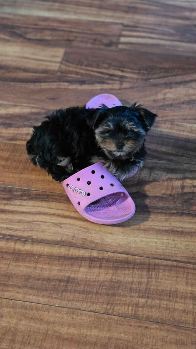 Yorkshire Terrier Puppies media 12