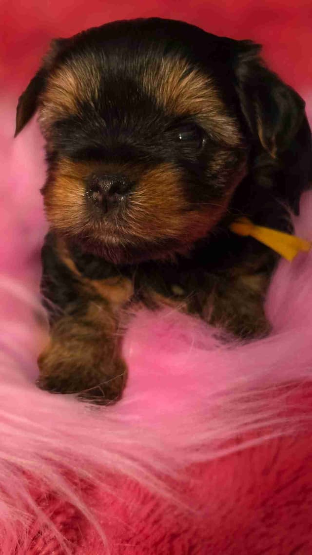 Yorkshire Terrier Puppies media 3