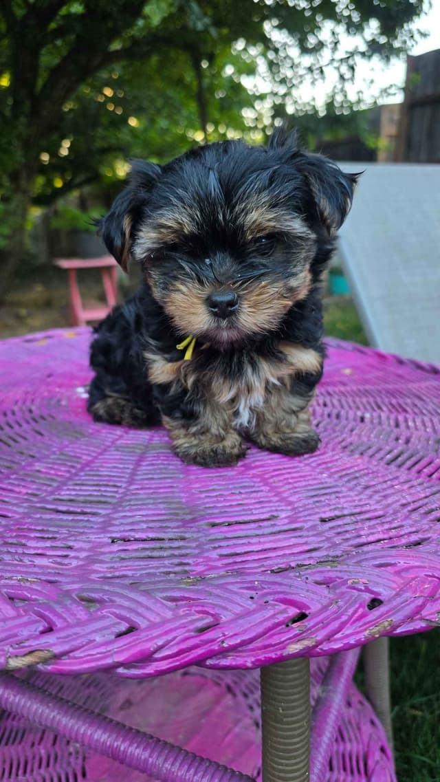 Yorkshire Terrier Puppies media 2