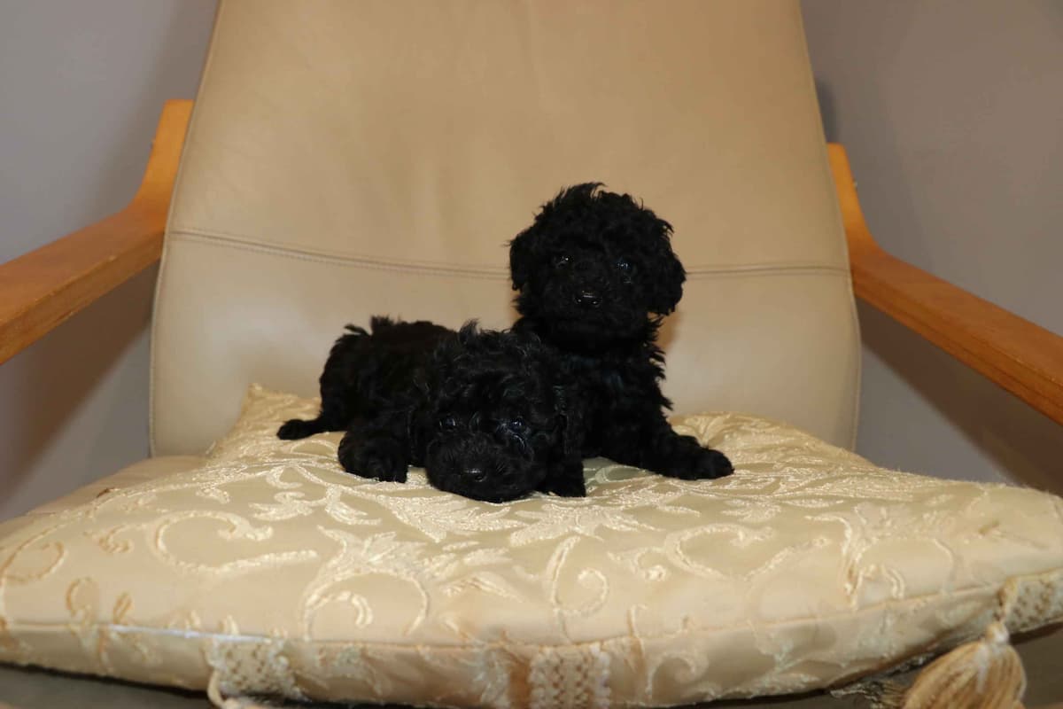 Red Mini Poodle Puppies breeder image 1