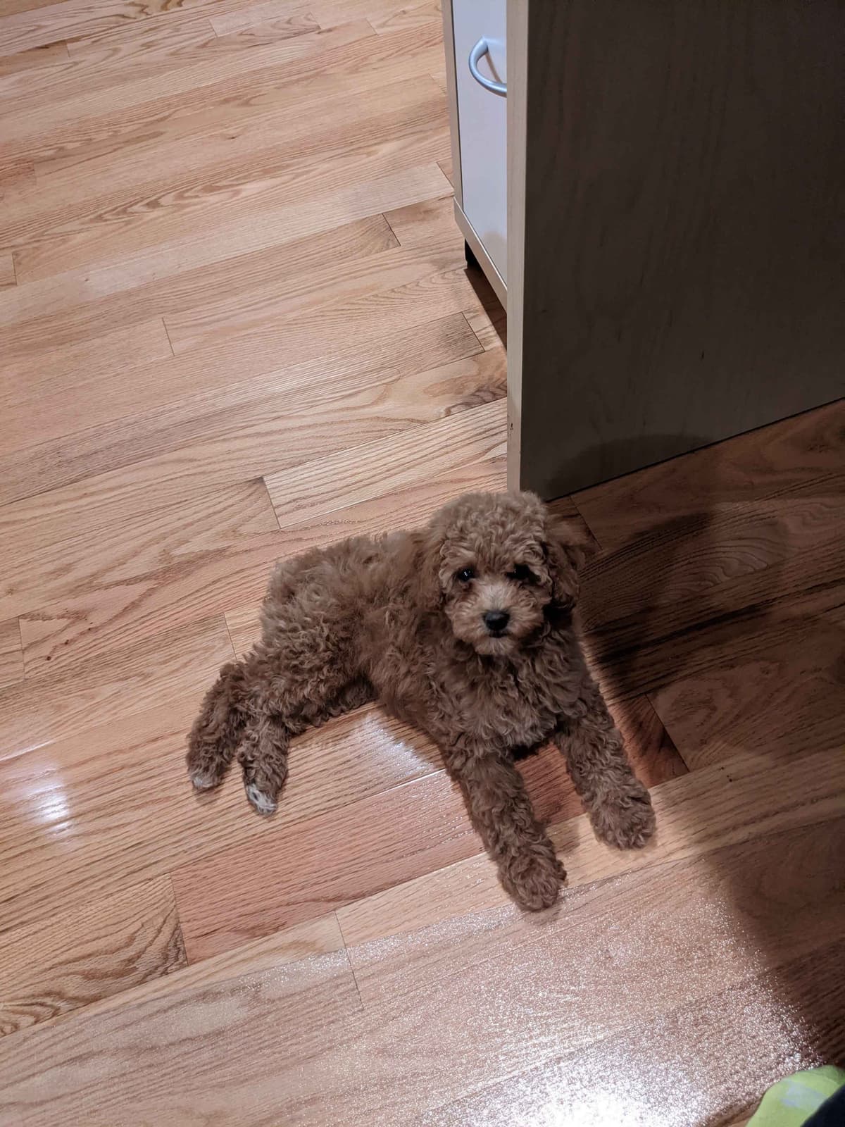 Red Mini Poodle Puppies breeder image 3