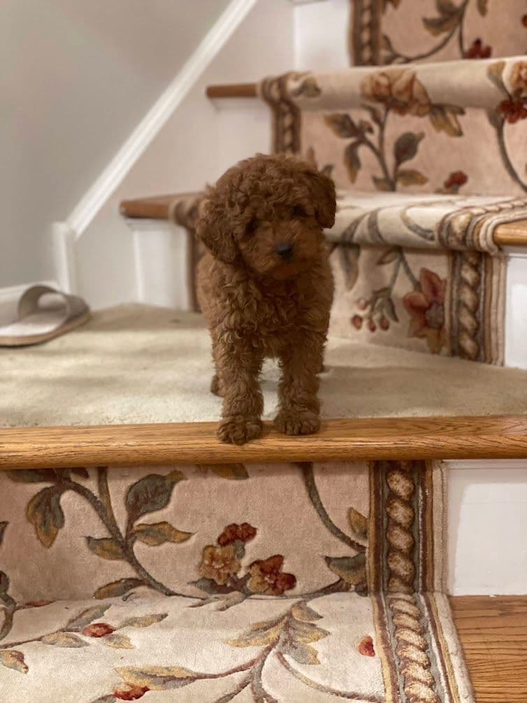 Red Mini Poodle Puppies breeder image 6