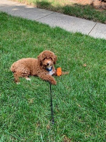 Red Mini Poodle Puppies breeder image 5