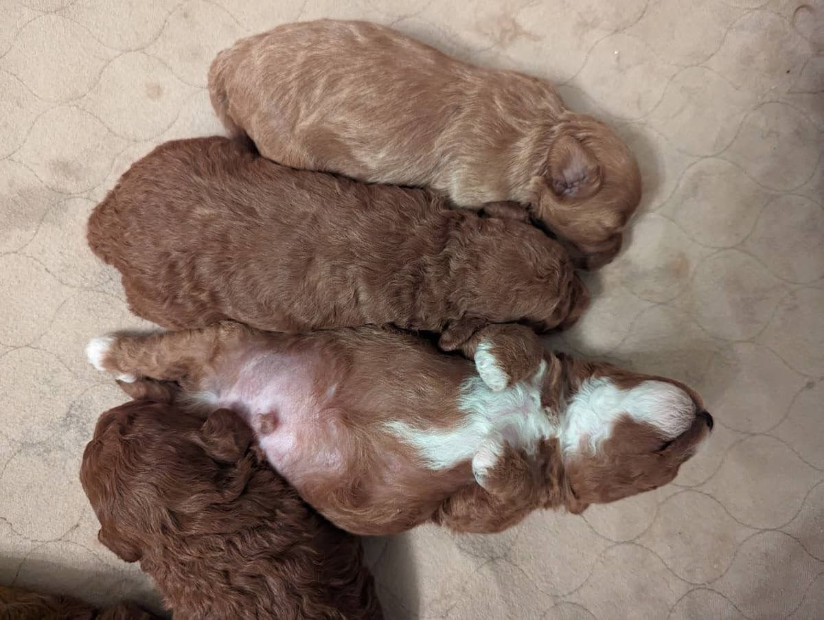 Red Mini Poodle Puppies breeder image 8