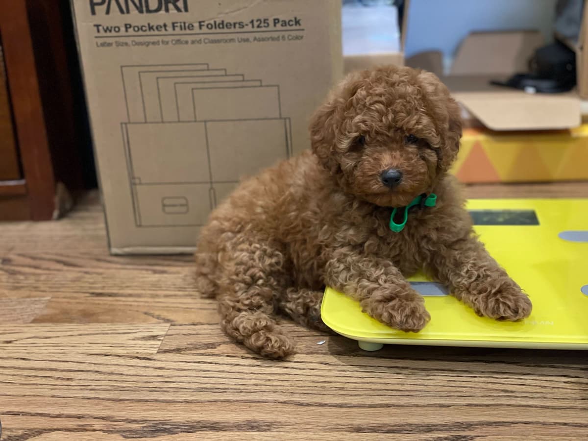 Red Mini Poodle Puppies breeder image 9