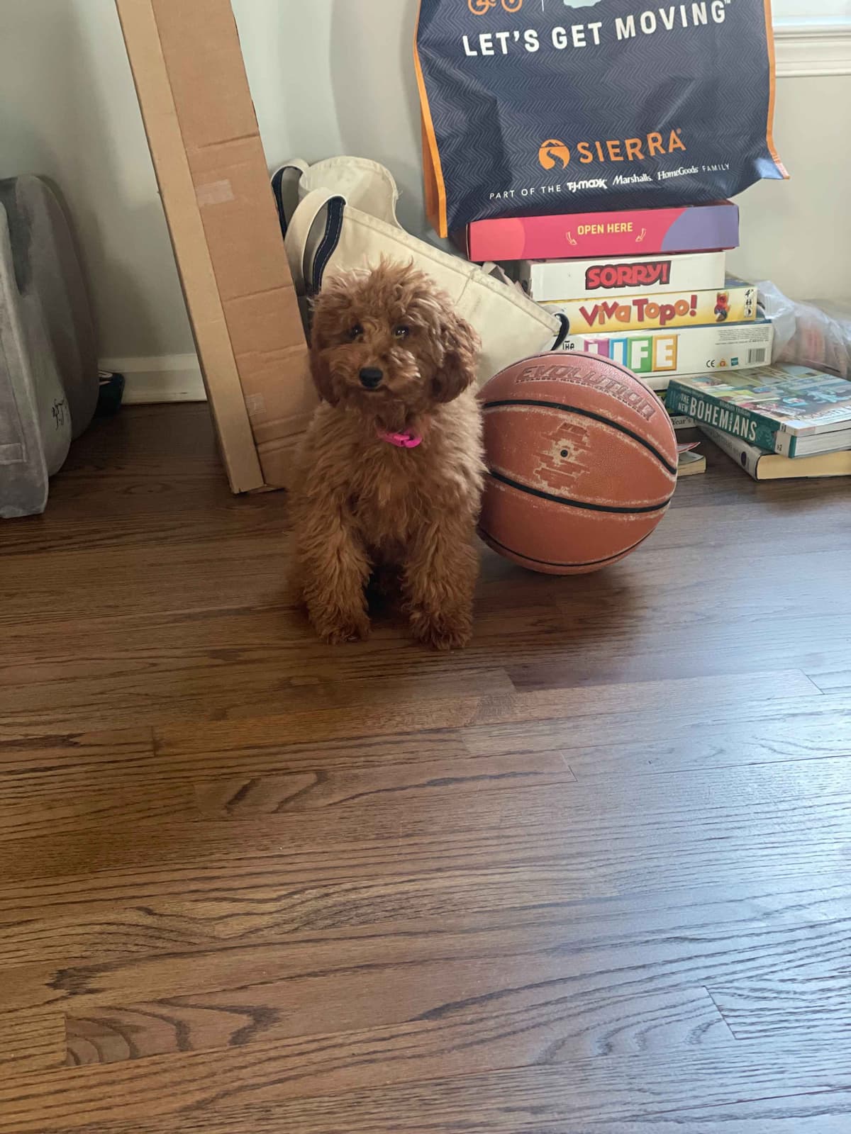 Red Mini Poodle Puppies breeder image 10