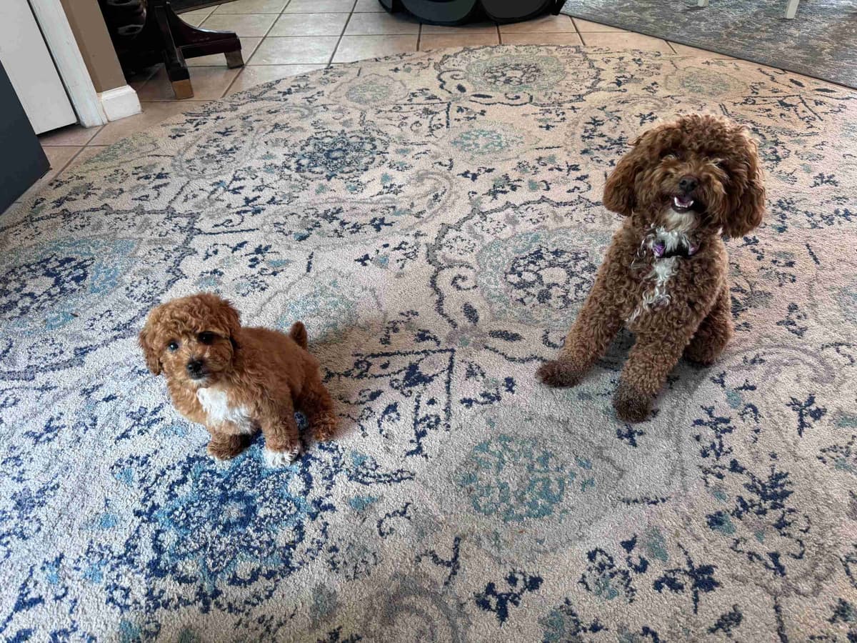 Red Mini Poodle Puppies breeder image 11