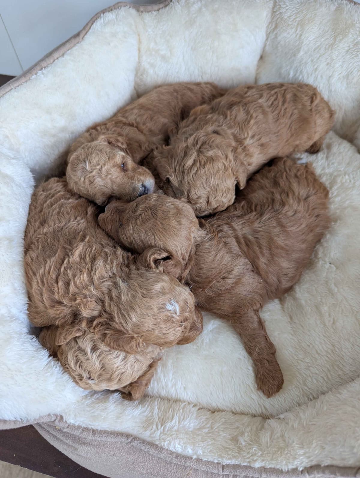Red Mini Poodle Puppies breeder image 12