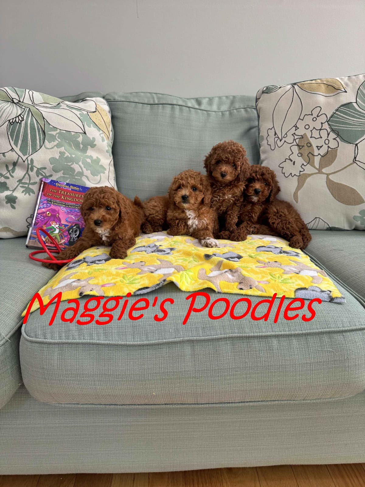 Red Mini Poodle Puppies breeder image 13