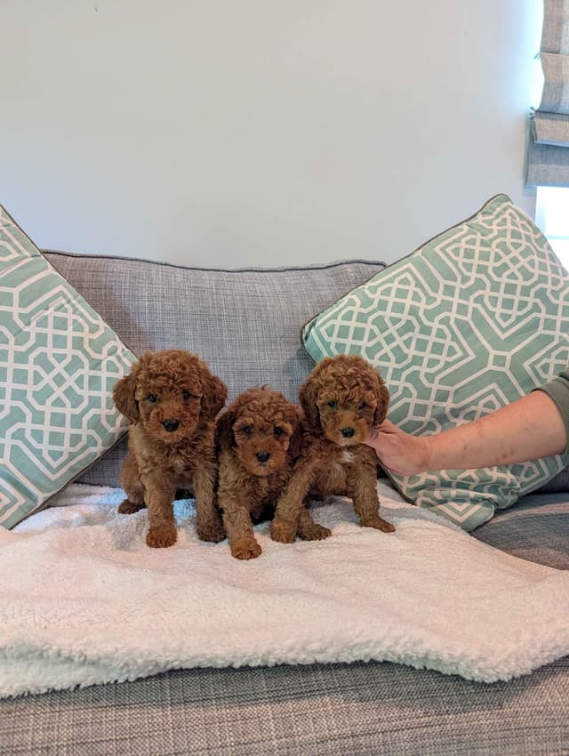 Red Mini Poodle Puppies media 2