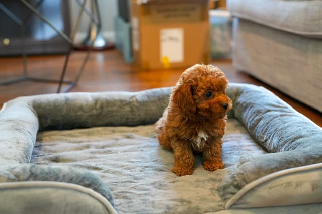Toy Poodle Puppies media 2