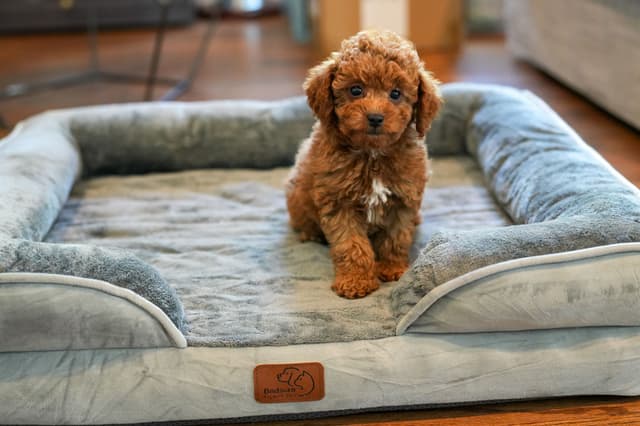 Toy Poodle Puppies media 3