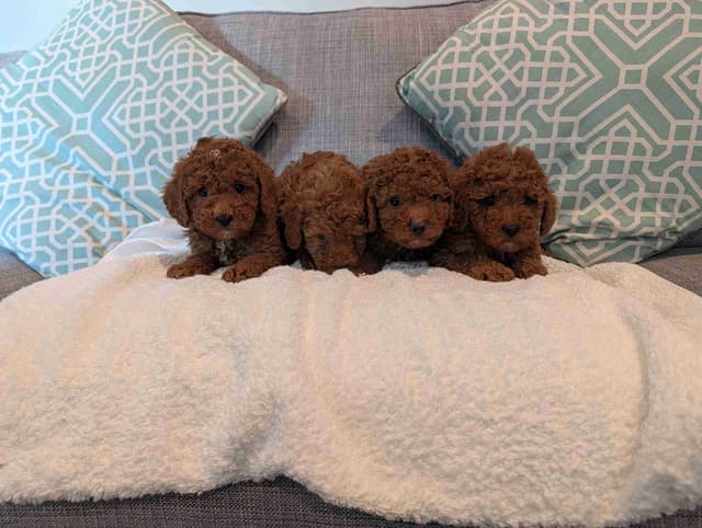 Red Mini Poodle Puppies media 3