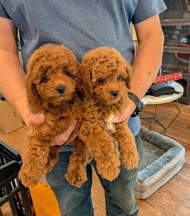 Toy Poodle Puppies media 4