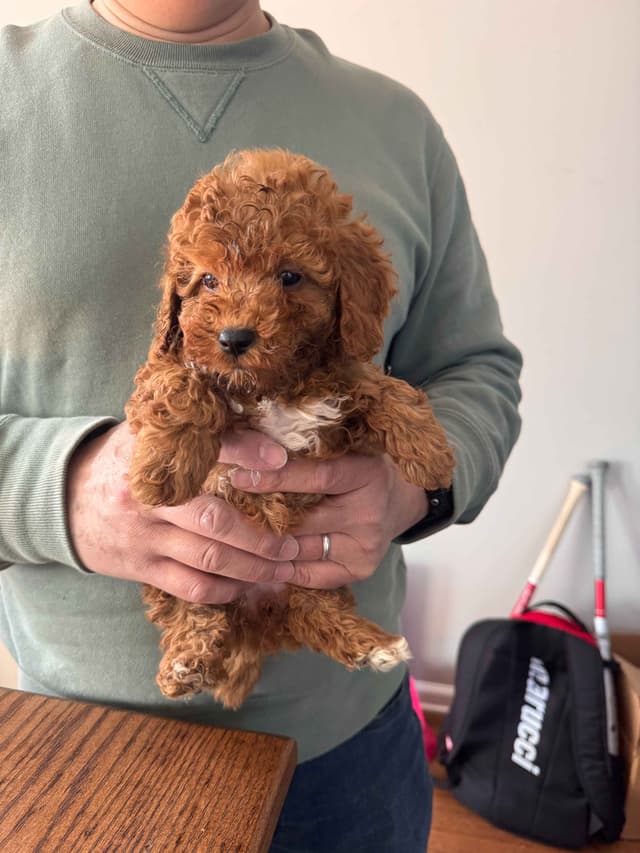 Toy Poodle Puppies media 5